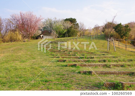 香川縣贊岐市櫻花盛開的大串自然公園 香川縣贊岐市櫻花盛開的大串自然公園 100260569