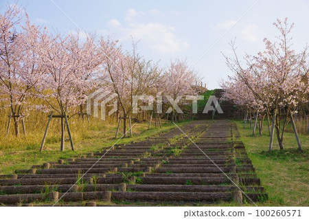 Ogushi Nature Park with cherry blossoms in Sanuki City, Kagawa Prefecture Ogushi Nature Park with cherry blossoms in Sanuki City, Kagawa Prefecture 100260571