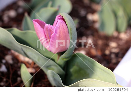 Tulip blooming 100261704