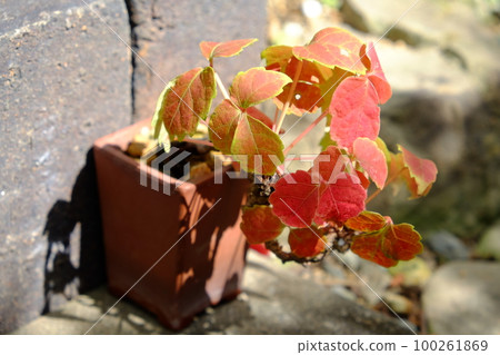 Small bonsai, autumn leaves of ivy 100261869