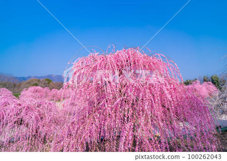 [Early spring material] Weeping plums in Suzuka Forest Garden [Mie Prefecture] 100262043