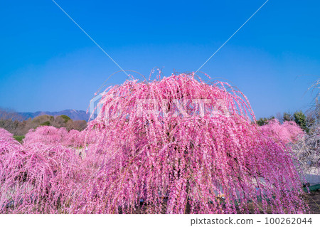 [Early spring material] Weeping plums in Suzuka Forest Garden [Mie Prefecture] 100262044