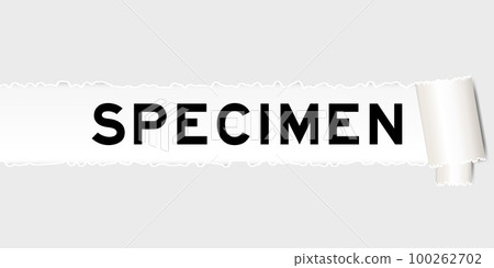 Ripped gray paper background that have word specimen under torn part 100262702