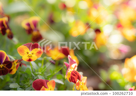 關閉中提琴 關閉中提琴 100262710