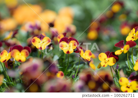 關閉中提琴 100262711