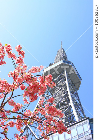 名古屋市河津櫻花和名古屋電視塔的風景 100262817