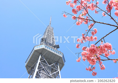 名古屋市河津櫻花和名古屋電視塔的風景 名古屋市河津櫻花和名古屋電視塔的風景 100262820