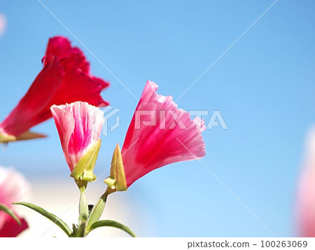 blue sky and godetia flowers blue sky and godetia flowers 100263069