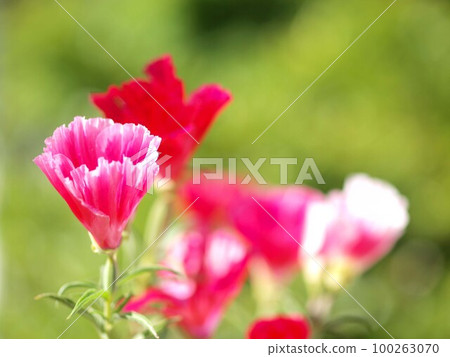 Godetia flower close-up 100263070