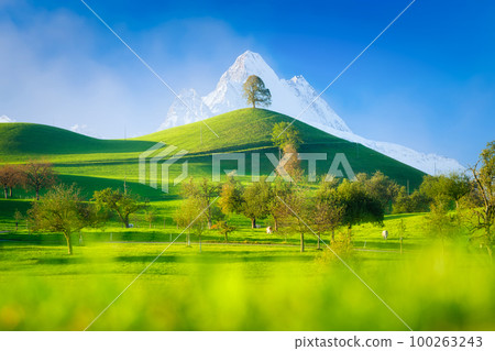 Tree on top of the hill. View against the background of the mountains. Landscape before sunset Tree on top of the hill. View against the background of the mountains. Landscape before sunset 100263243