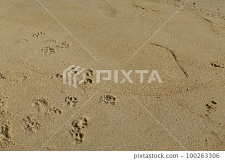 Dog footprints on the beach Dog footprints on the beach 100263306