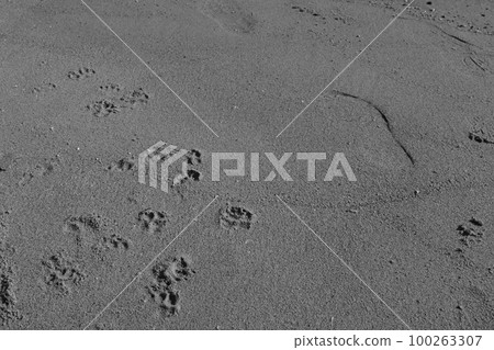 Dog footprints on the beach Dog footprints on the beach 100263307