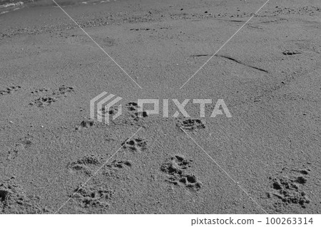 Dog footprints on the beach 100263314