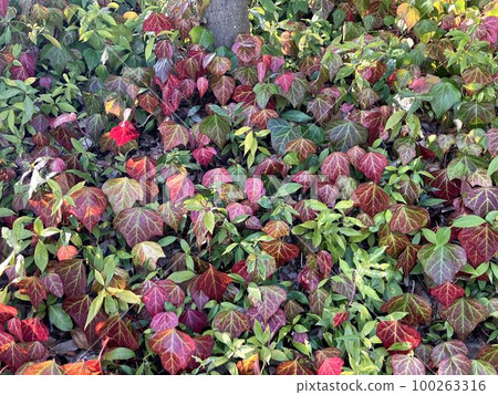 Colorful leaves in the park Colorful leaves in the park 100263316