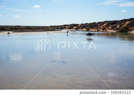 A wild emu walking in the shallow waters of Shark Bay 100263522
