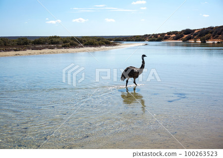 Wild emu walking in shallow water 100263523