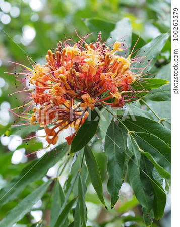 Muyuju (Indign Tree) Flower Muyuju (Indign Tree) Flower 100263579