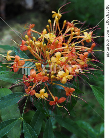 Muyuju (Indign Tree) Flower Muyuju (Indign Tree) Flower 100263580