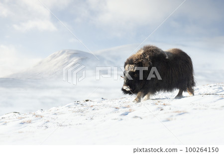 Musk Ox in Dovrefjell mountains in winter 100264150