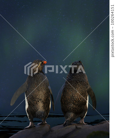 Rockhopper penguins watching aurora australis and stars in the sky on a romantic night Rockhopper penguins watching aurora australis and stars in the sky on a romantic night 100264151