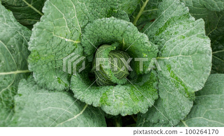 Savoy cabbage field bio detail leaves leaf heads Brassica oleracea sabauda close-up land root crop vegetable farm plantation farming harvest cultivated garden stem head growing Europe Savoy cabbage field bio detail leaves leaf heads Brassica oleracea sabauda close-up land root crop vegetable farm plantation farming harvest cultivated garden stem head growing Europe 100264170