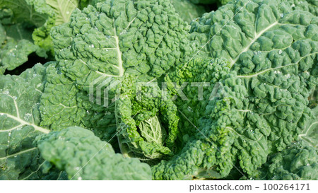 Field Savoy cabbage bio detail leaves leaf heads Brassica oleracea sabauda close-up land root crop vegetable farm plantation farming harvest cultivated garden stem head growing Europe Field Savoy cabbage bio detail leaves leaf heads Brassica oleracea sabauda close-up land root crop vegetable farm plantation farming harvest cultivated garden stem head growing Europe 100264171