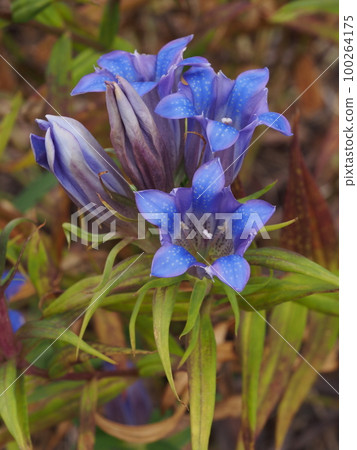 藍紫色的龍膽花 100264175