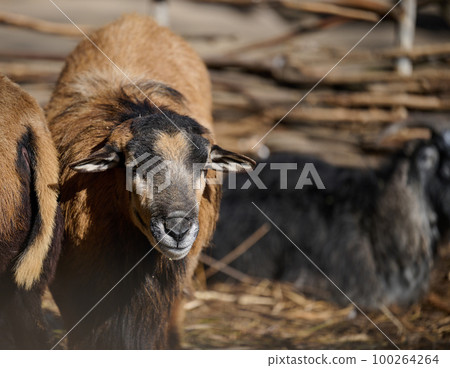Portrait of a ram, artiodactyl animal in nature Portrait of a ram, artiodactyl animal in nature 100264264