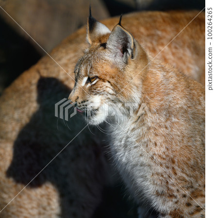 Portrait of a lynx sitting in profile on the street, sunny day 100264265
