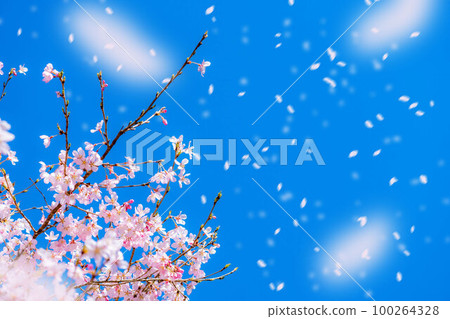 [Sakurafubuki material] Cherry blossoms, blue sky and cherry blossom blizzard image [Nagano Prefecture] 100264328