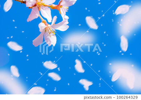 [Sakurafubuki material] Cherry blossoms, blue sky and cherry blossom blizzard image [Nagano Prefecture] 100264329