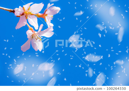 [Sakurafubuki material] Cherry blossoms, blue sky and cherry blossom blizzard image [Nagano Prefecture] 100264330