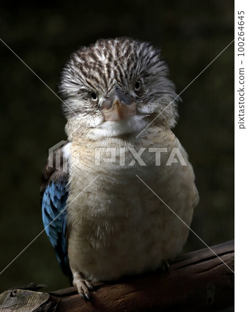 面向前方的笑翠鳥的肖像 100264645