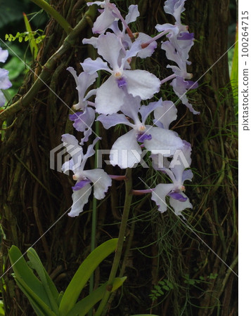 藍聯藍（Cerulea） 100264715