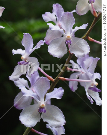 藍聯藍（Cerulea） 100264717