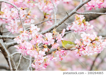 Mejiro and Kawazu cherry tree 100264865