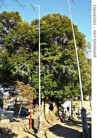 Power spot Kawajiri Hachimangu Shrine in Kawajiri, Midori Ward, Sagamihara City, Kanagawa Prefecture 100264901