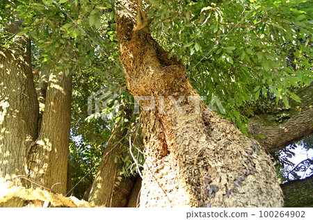 Power spot Kawajiri Hachimangu Shrine in Kawajiri, Midori Ward, Sagamihara City, Kanagawa Prefecture 100264902