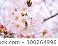 Cherry blossoms and honey bees 100264996