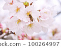 Cherry blossoms and honey bees 100264997
