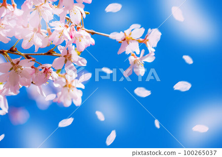 [Sakurafubuki material] Cherry blossoms, blue sky and cherry blossom blizzard image [Nagano Prefecture] 100265037