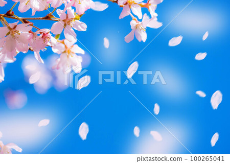 [Sakurafubuki material] Cherry blossoms, blue sky and cherry blossom blizzard image [Nagano Prefecture] 100265041