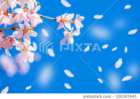 [Sakurafubuki 材料]櫻花，藍天和櫻花暴風雪圖像[長野縣] 100265045