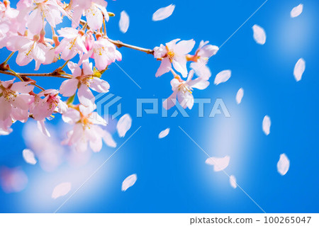 [Sakurafubuki material] Cherry blossoms, blue sky and cherry blossom blizzard image [Nagano Prefecture] 100265047