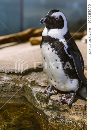 Cape penguin before diving 100265090
