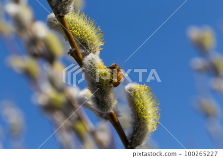 Willow blossom with bee Willow blossom with bee 100265227
