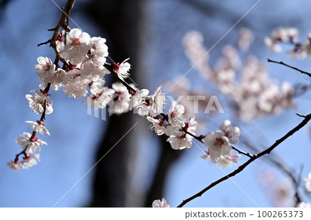 北野天滿宮 100265373