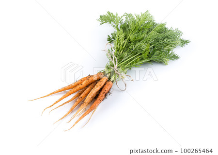freshly picked carrots 100265464