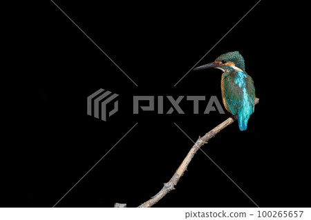 棲息在樹枝上的翠鳥的黑背 100265657