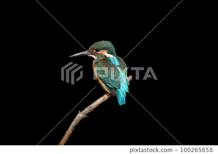 A black back of a kingfisher perched on a branch A black back of a kingfisher perched on a branch 100265658